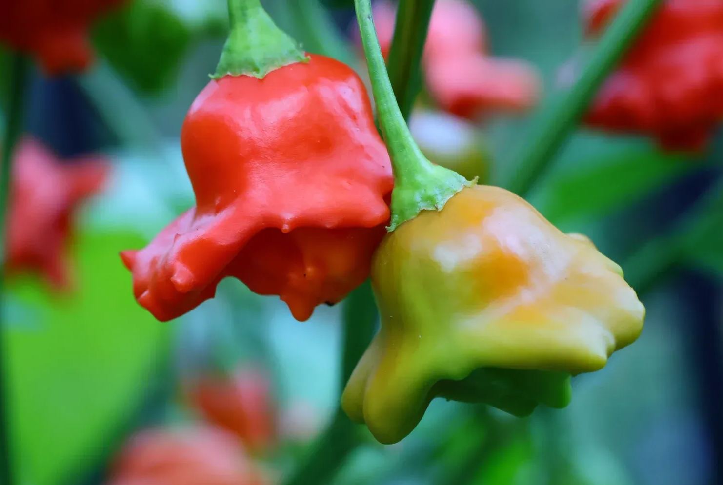 🎄Christmas Bell Peppers Seeds🌶️