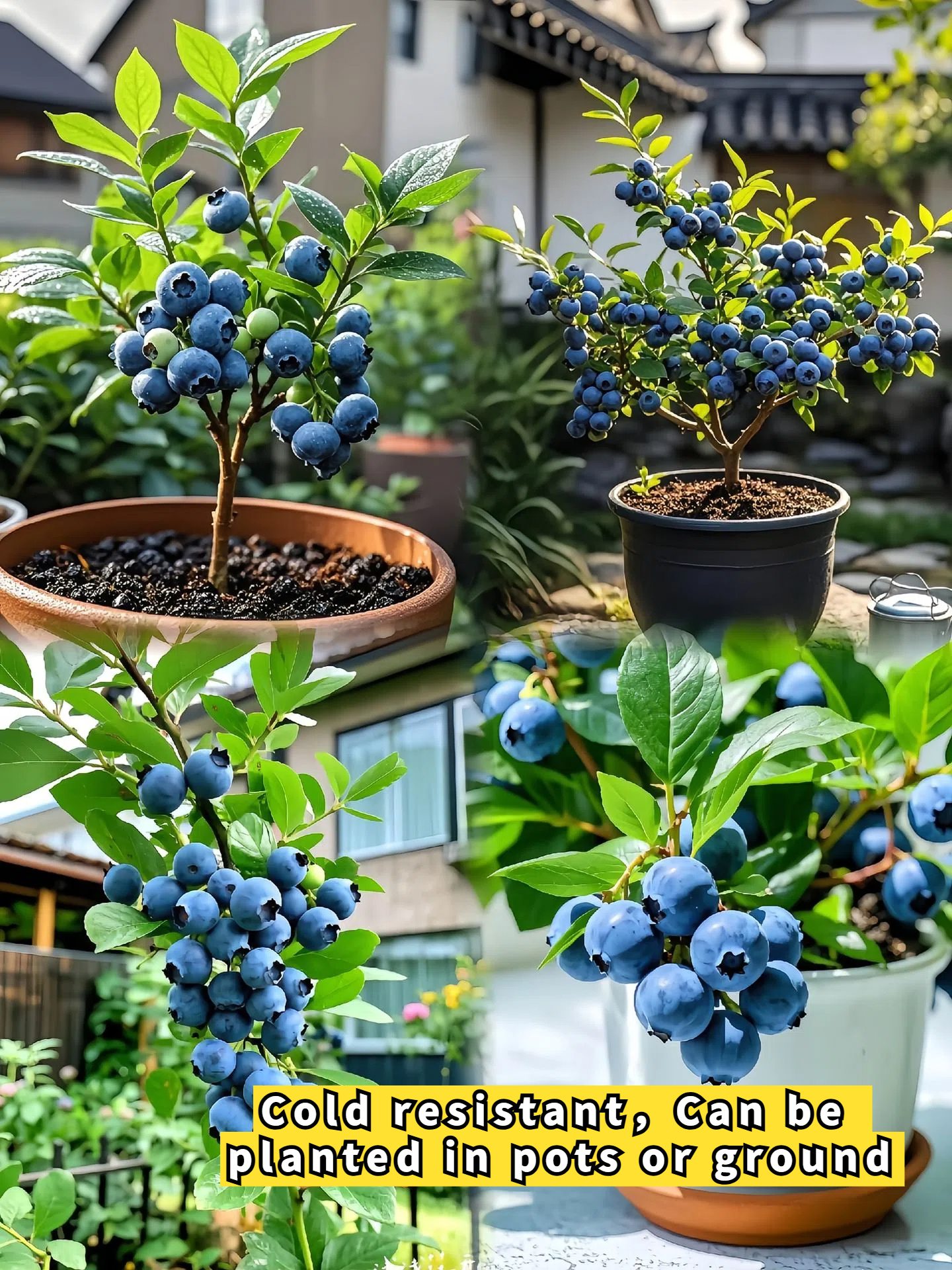 Král bobulí - Semena obřích borůvek - Rostliny Four Seasons