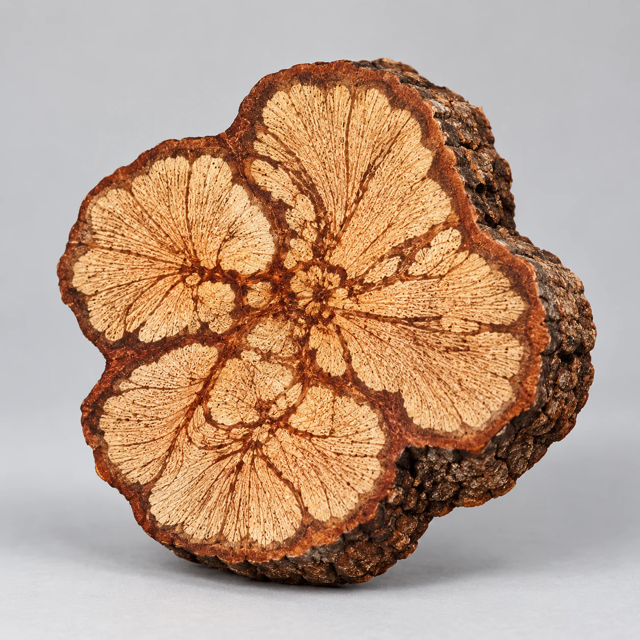 Natural Root Wood Teapot Mat showing its thickness and bark profile