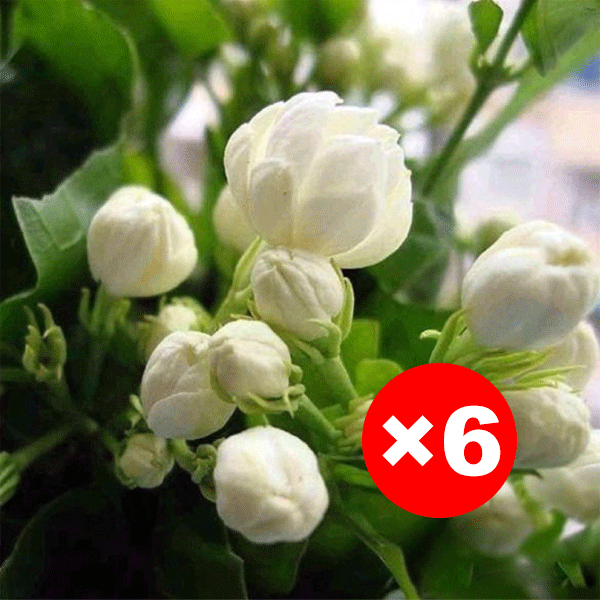 【Pachnidło Ogrodu】Nasiona jaśminu o intensywnym zapachu i pełnych kwiatach