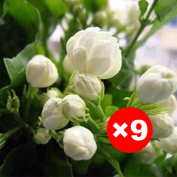 【Pachnidło Ogrodu】Nasiona jaśminu o intensywnym zapachu i pełnych kwiatach