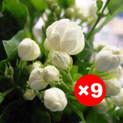 【Pachnidło Ogrodu】Nasiona jaśminu o intensywnym zapachu i pełnych kwiatach