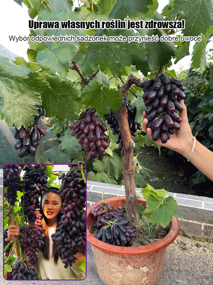 Семена от сладка сапфирена лоза