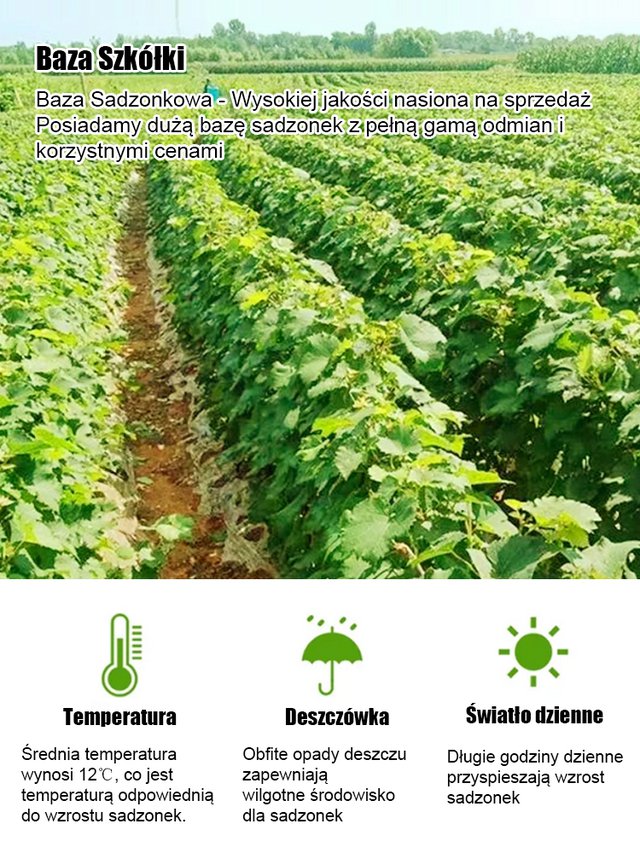 Семена от сладка сапфирена лоза