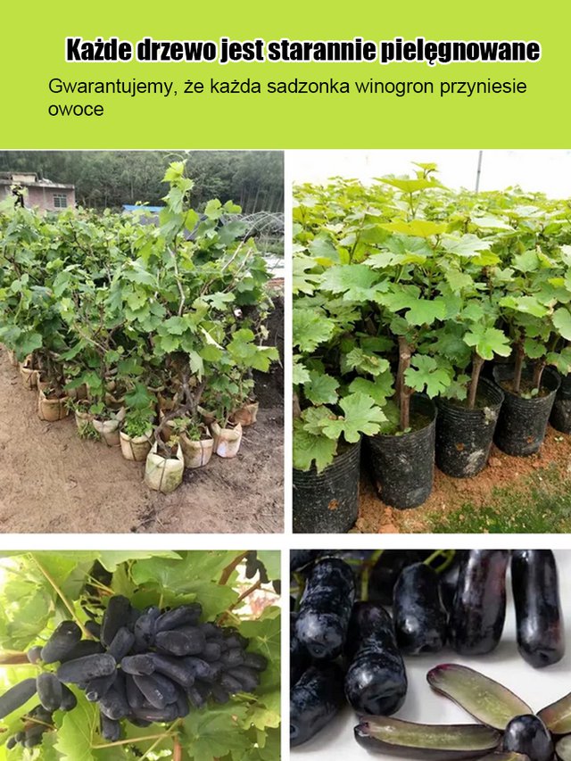 Семена от сладка сапфирена лоза