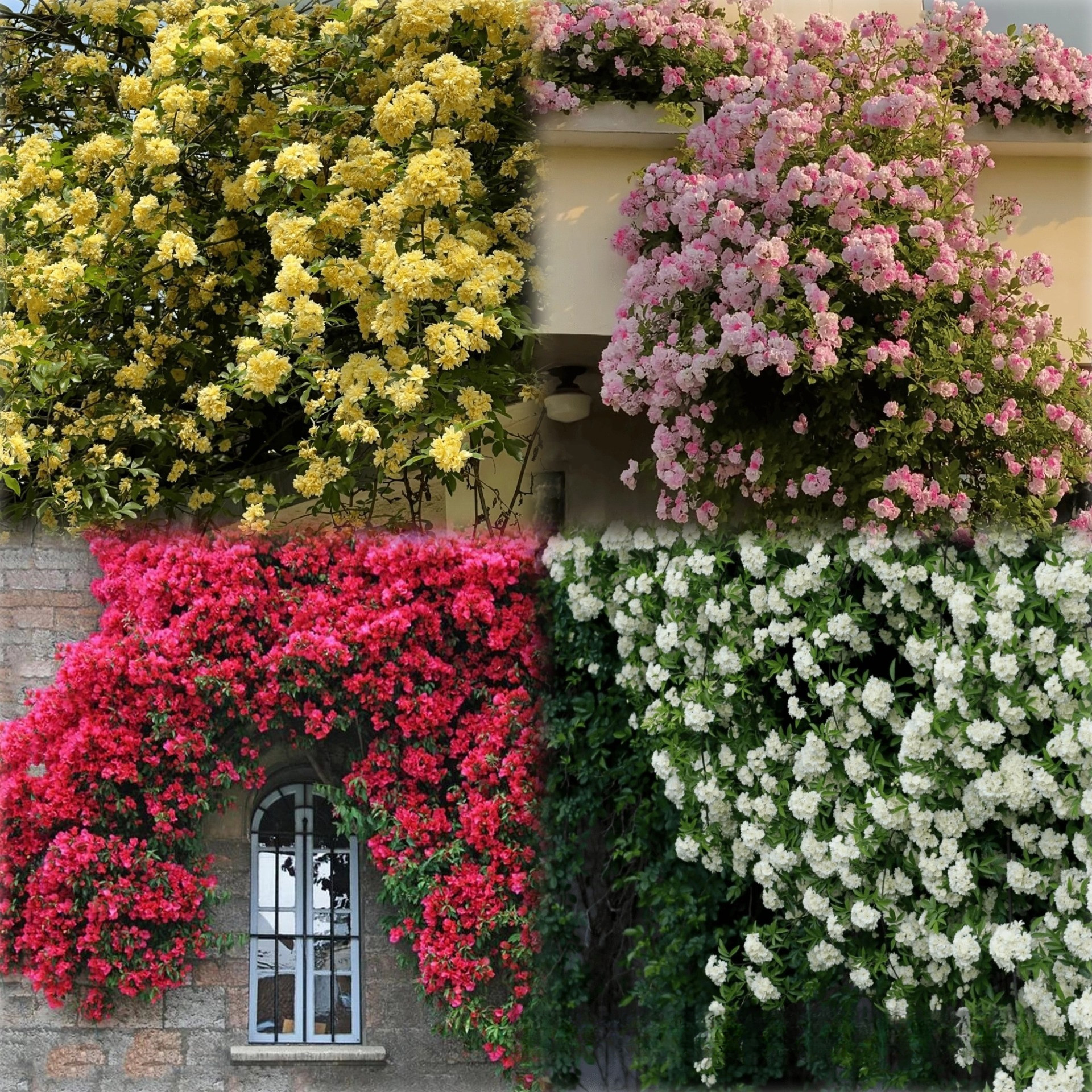 🌹Розата на лейди Банкс без тръни