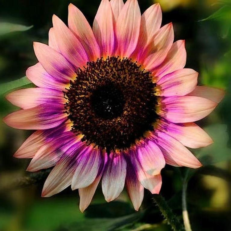 🔥【ОГРАНИЧЕНА СЕРИЯ】 Семена от ЕКСКЛУЗИВНИ слънчогледи „Полунощен пламък“ – двуцветно ЧУДО за вашата градина! 🌻🔥 🌻✨