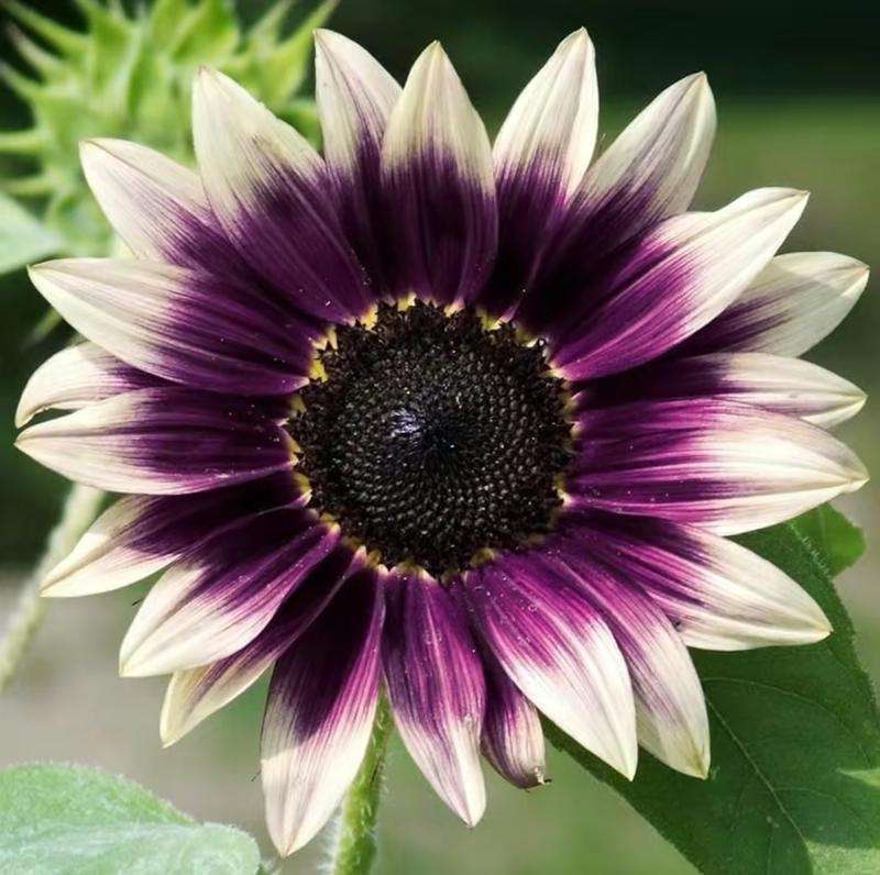 🔥【ОГРАНИЧЕНА СЕРИЯ】 Семена от ЕКСКЛУЗИВНИ слънчогледи „Полунощен пламък“ – двуцветно ЧУДО за вашата градина! 🌻🔥 🌻✨