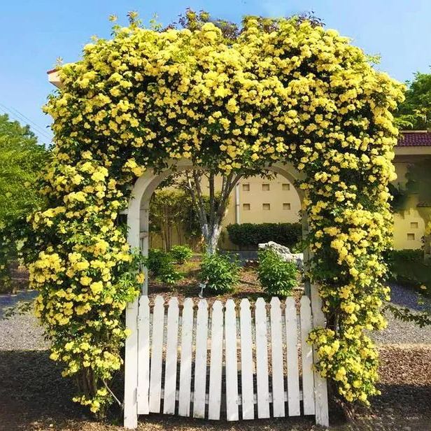 🌹Розата на лейди Банкс без тръни