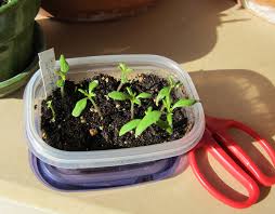 🍓Кремови ягодови семки