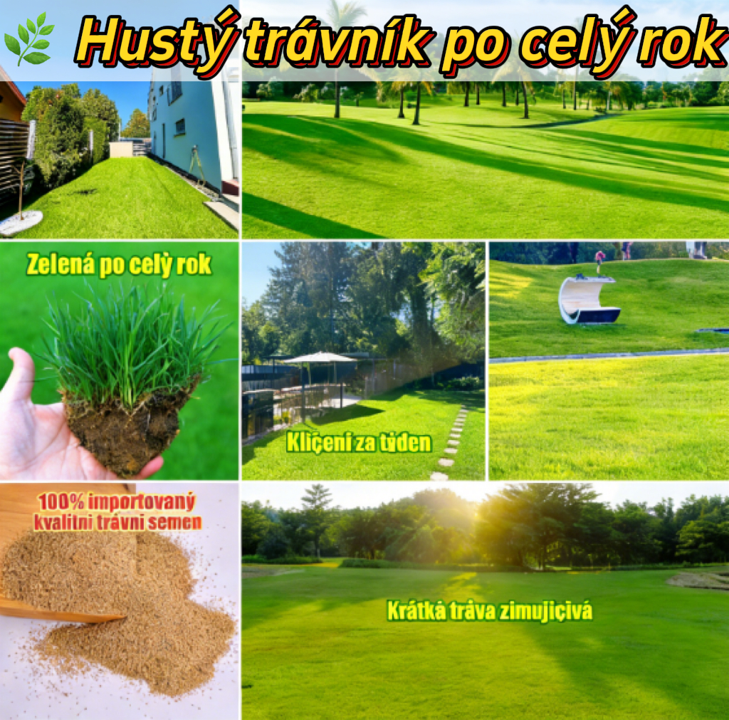 🌱 Semínka trávníku Four Seasons Evergreen Dwarf | Vytvořte si dokonalý trávník již nyní!