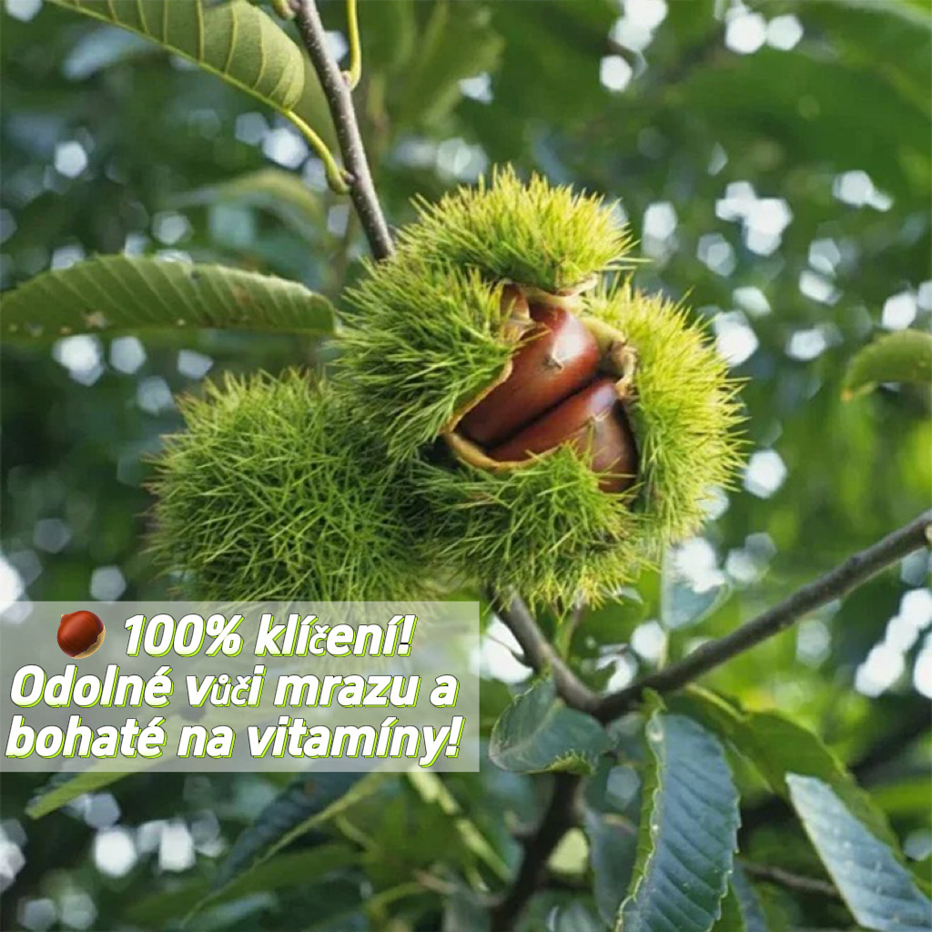 🔥 Poslední 3 hodiny: 50% sleva - 🌰 Semena pro trpasličí kaštany – sladké a voňavé ořechy 🌱