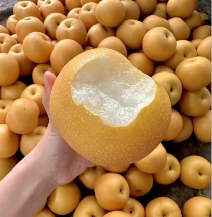 🍂Akizuki Pear Seeds-Big, sweet, and juicy🍐