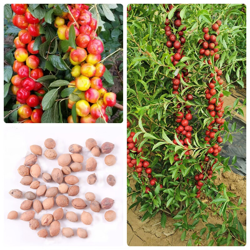Ruby Calcium Berry Seeds🍒Prunus humilis