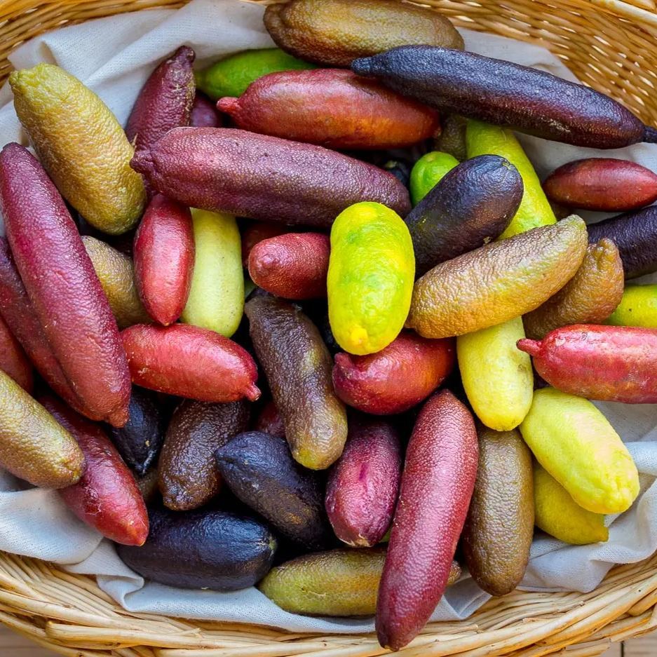 Finger Lime Seeds-Citrus Australasica