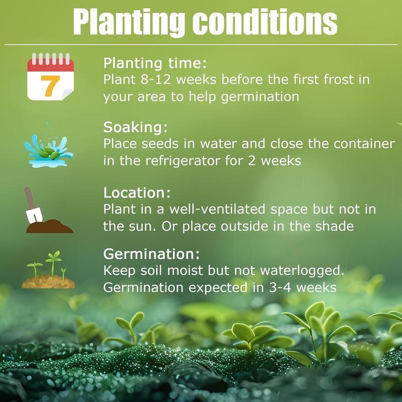 Rainbow Haze Plant Seeds