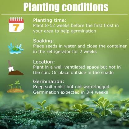 Rainbow Haze Plant Seeds