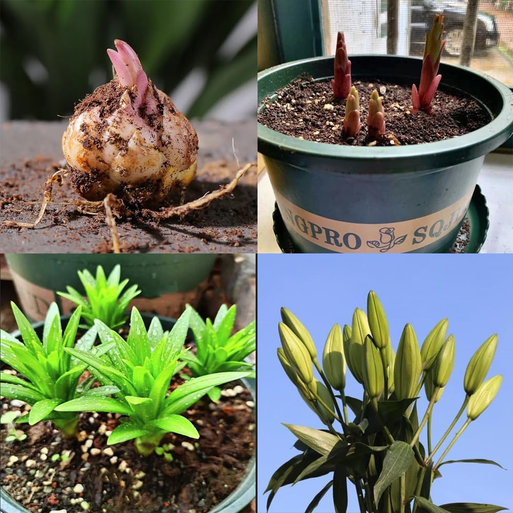 🎁 Задължителни за засаждане през 2026 ☀️ Редки луковици на лилия 🌸