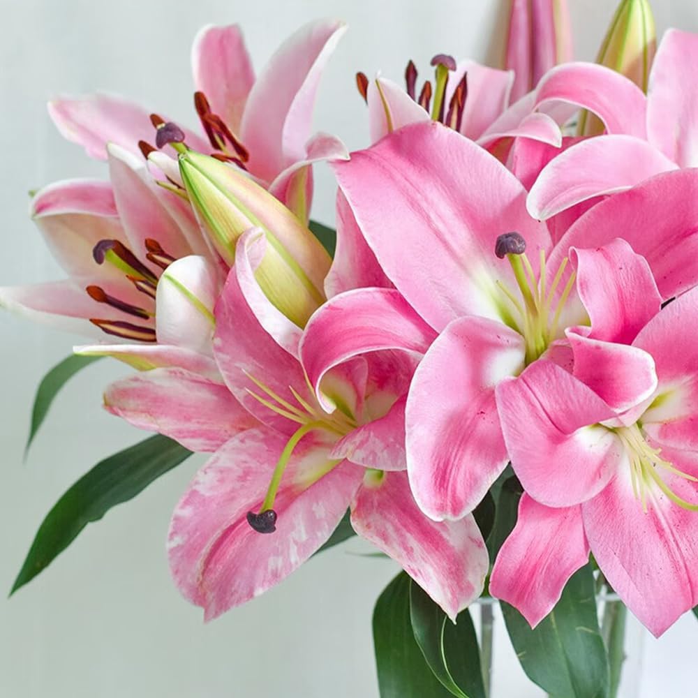 🎁 Задължителни за засаждане през 2026 ☀️ Редки луковици на лилия 🌸