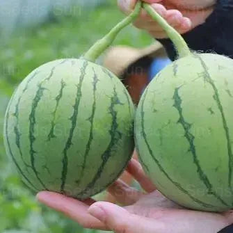 🍉 Early Spring Red Jade – sladký vodný melón, ktorý očarí celú rodinu