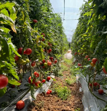 🌱 Висококачествени семена от домати – високодобивни сортове, идеални за домашно отглеждане! 🍅✨