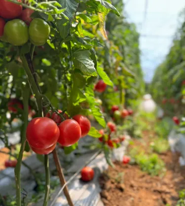 🌱 Висококачествени семена от домати – високодобивни сортове, идеални за домашно отглеждане! 🍅✨