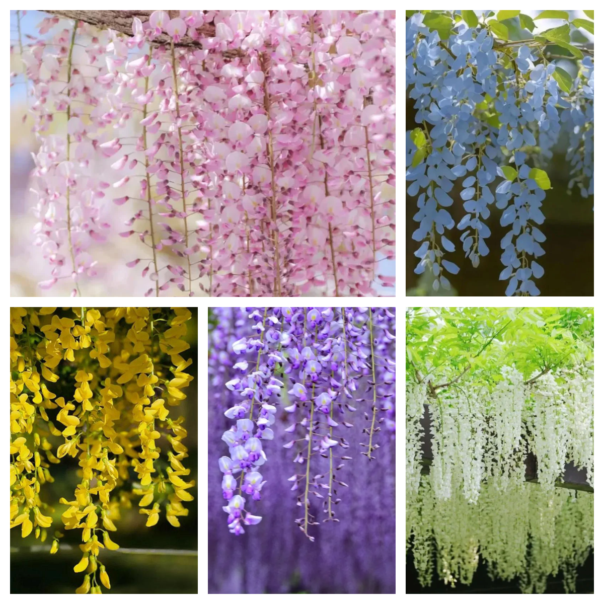 🌸 Семенa от синя лоза – вечна красота за градината! 💗