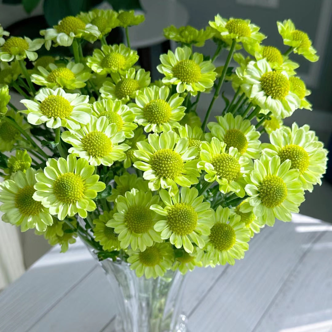 🌸 Kolorowe mini stokrotki – nasiona do ogrodu