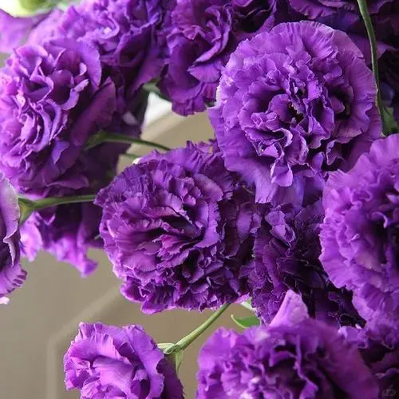 Premium Lisianthus Seeds – Grow Rose-Like Flowers Without the Fuss