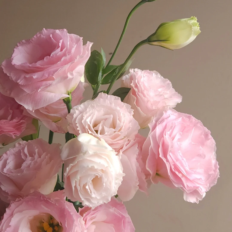 Premium Lisianthus Seeds – Grow Rose-Like Flowers Without the Fuss