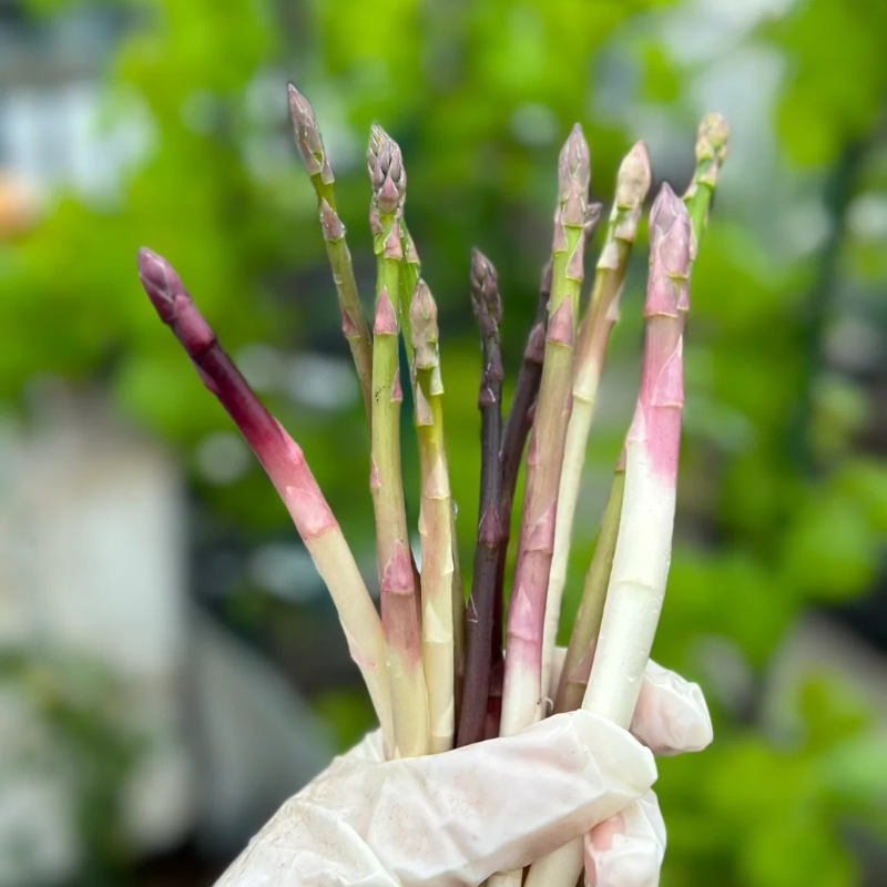 🌱 Organiczne nasiona szparagów – naturalne i łatwe w uprawie 🥬