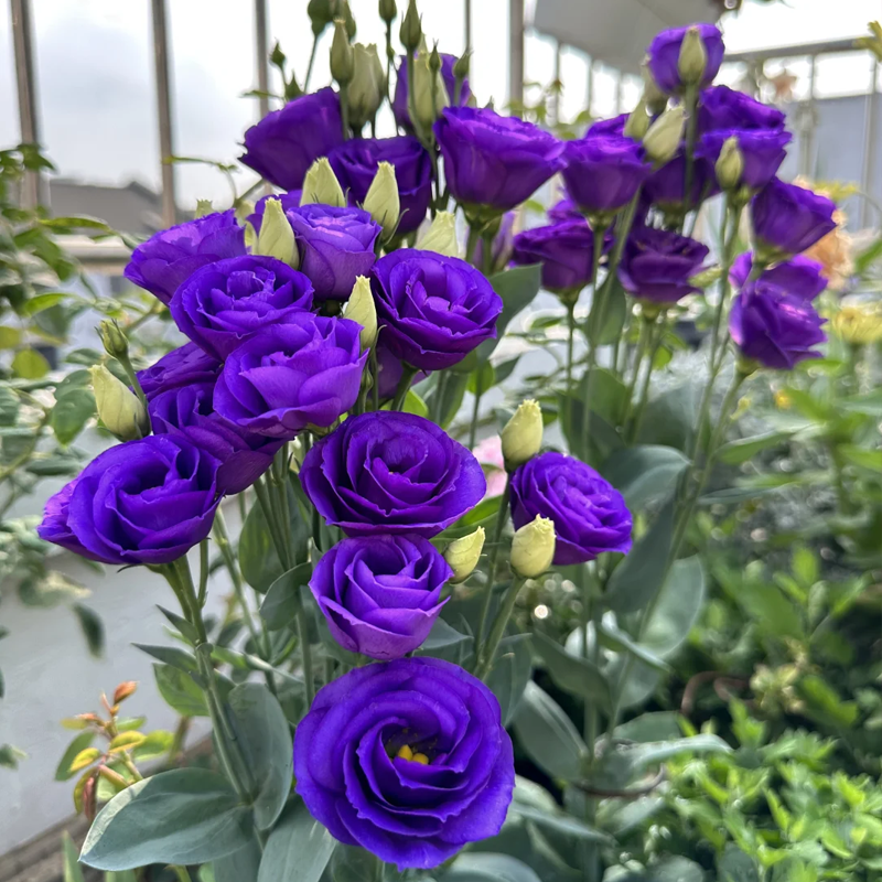 Premium Lisianthus Seeds – Grow Rose-Like Flowers Without the Fuss