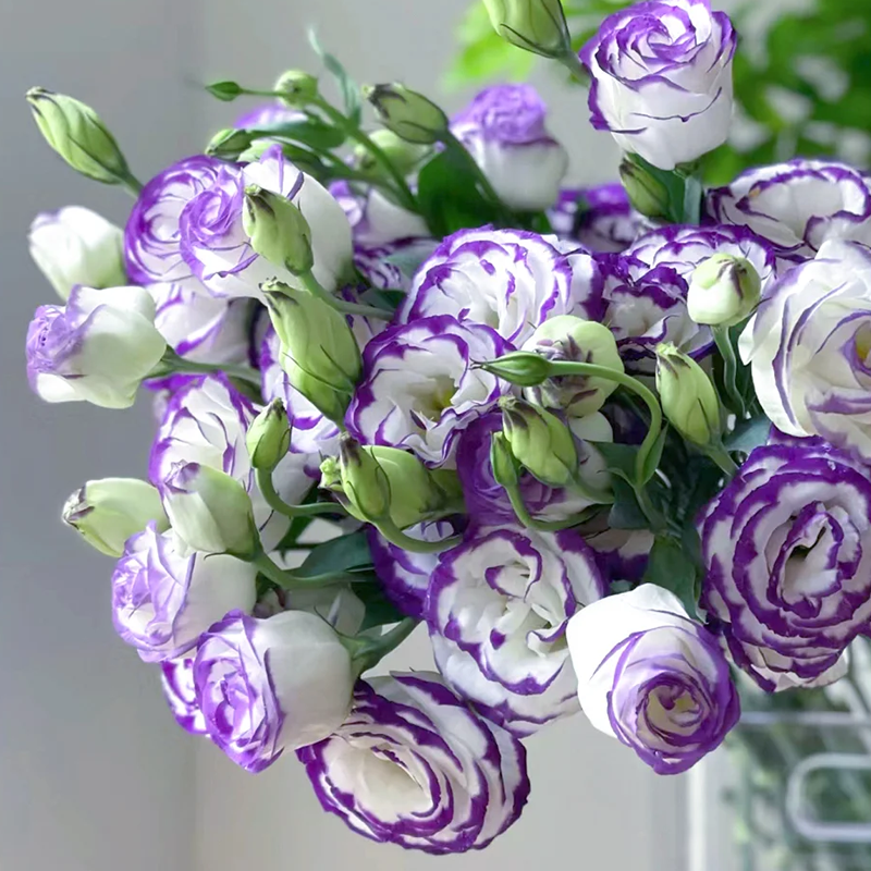 Premium Lisianthus Seeds – Grow Rose-Like Flowers Without the Fuss