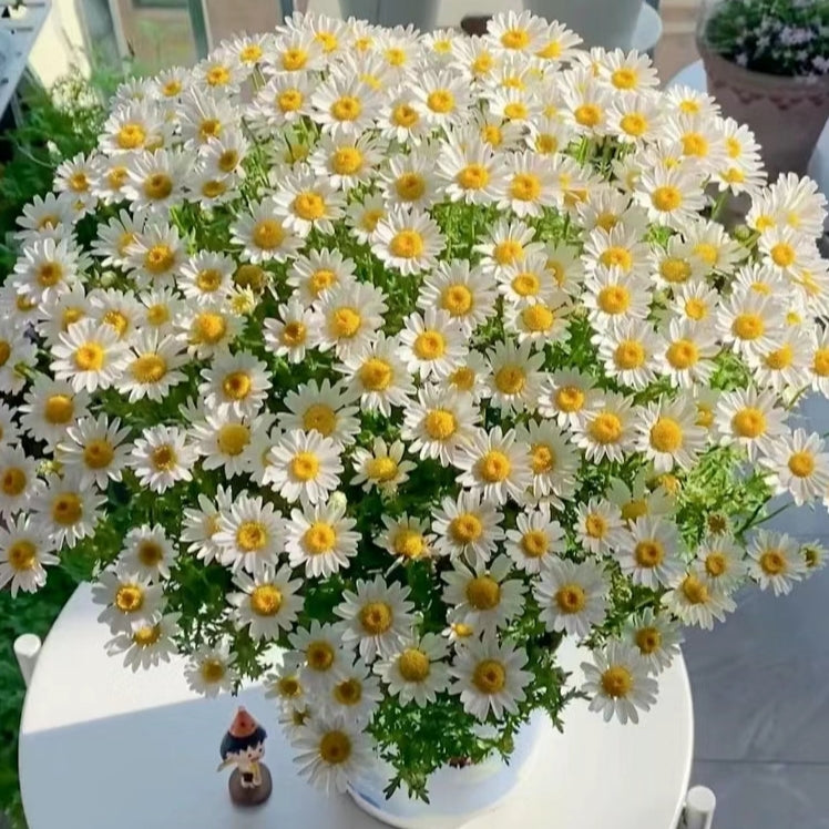 🌸 Kolorowe mini stokrotki – nasiona do ogrodu