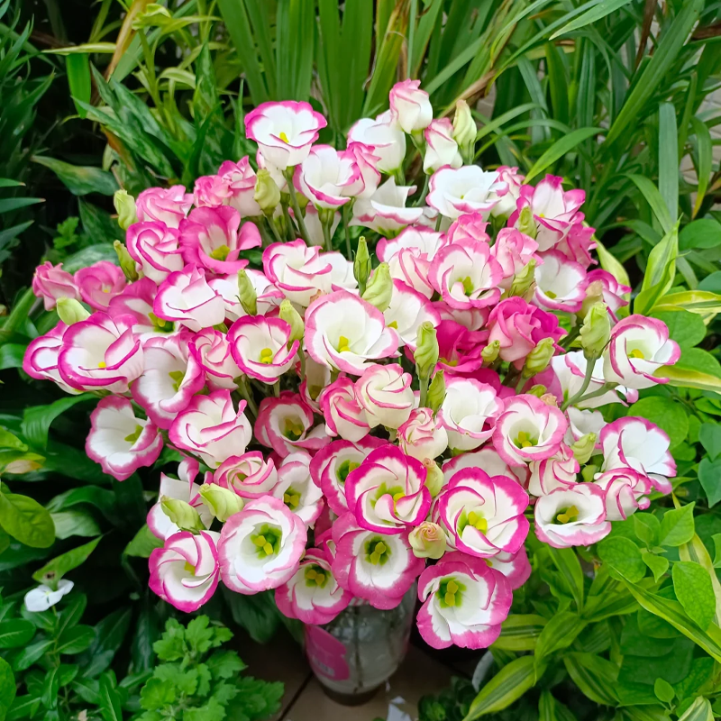 Premium Lisianthus Seeds – Grow Rose-Like Flowers Without the Fuss