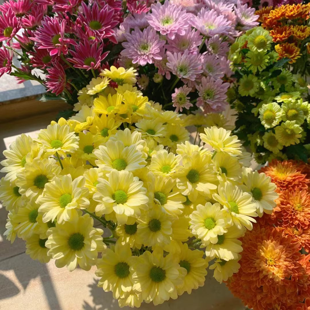 🌸 Kolorowe mini stokrotki – nasiona do ogrodu