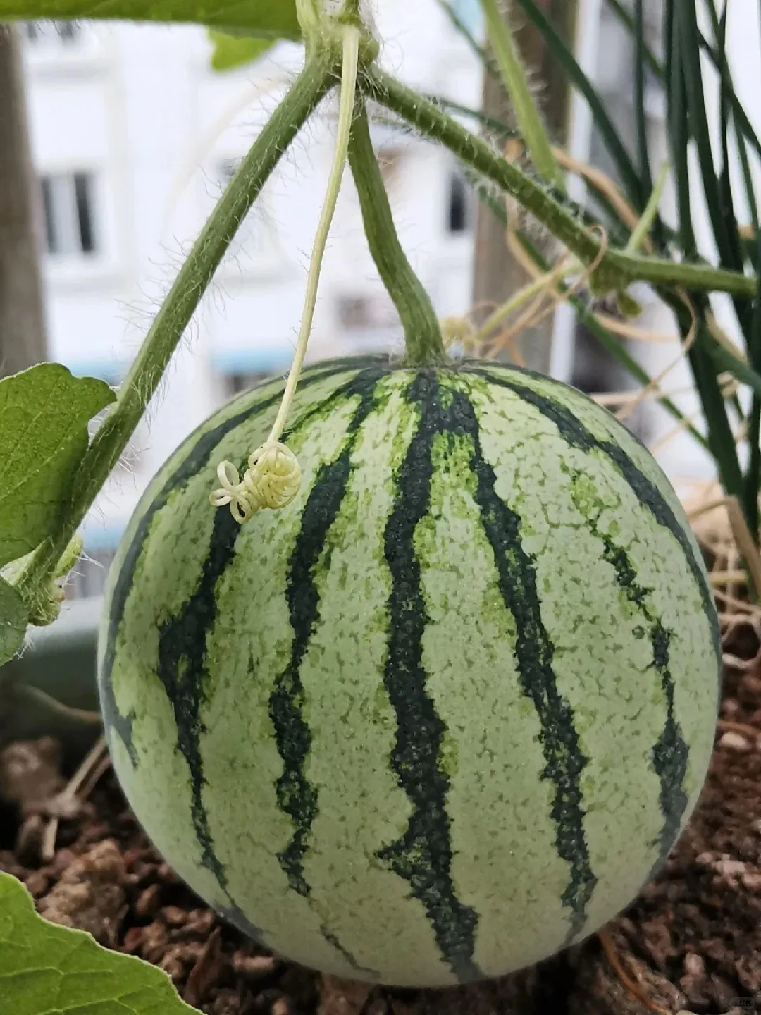 🔥30% de Réduction🍉🍉Graines de pastèque rubis