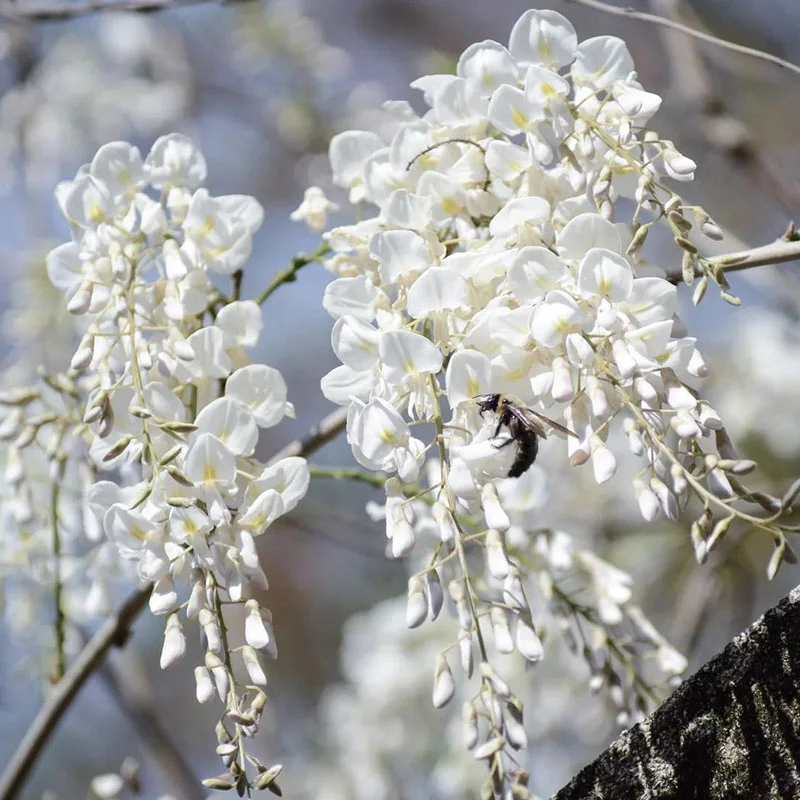 🌸 Семенa от синя лоза – вечна красота за градината! 💗