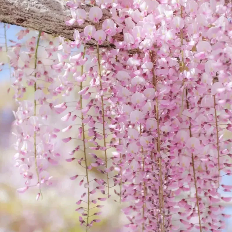 🌸 Семенa от синя лоза – вечна красота за градината! 💗