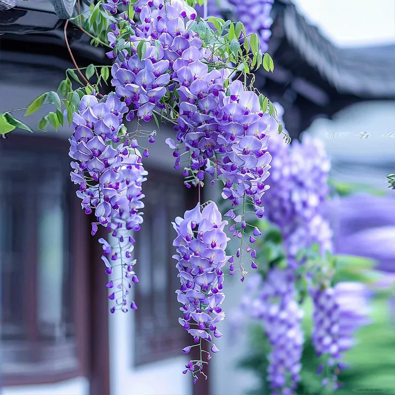 🌸 Семенa от синя лоза – вечна красота за градината! 💗