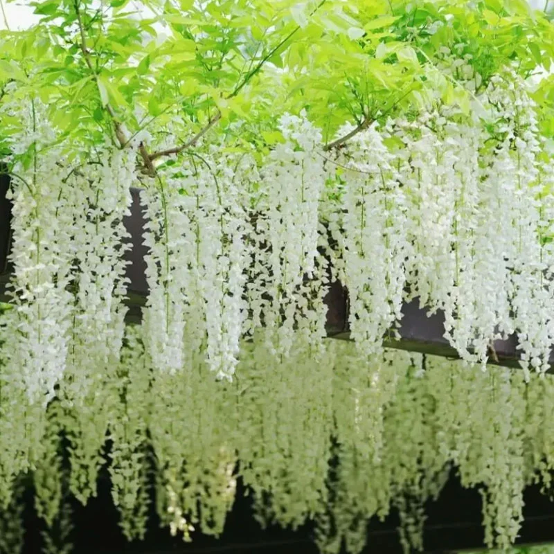 🌸 Семенa от синя лоза – вечна красота за градината! 💗