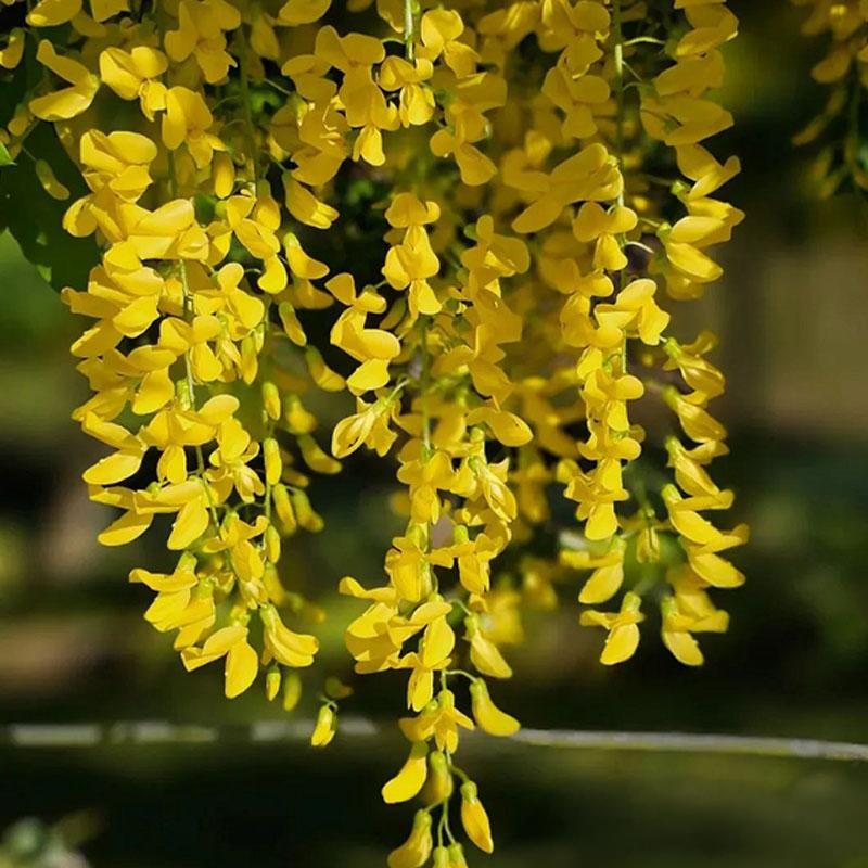 🌸 Семенa от синя лоза – вечна красота за градината! 💗