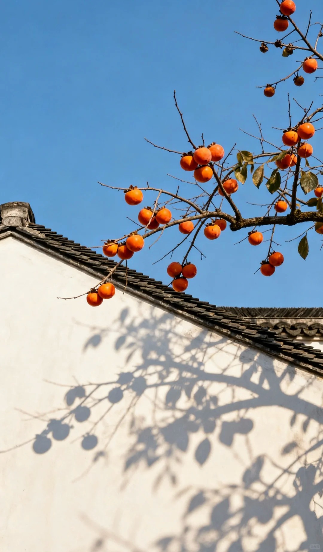 🟡Datolyaszilva magok