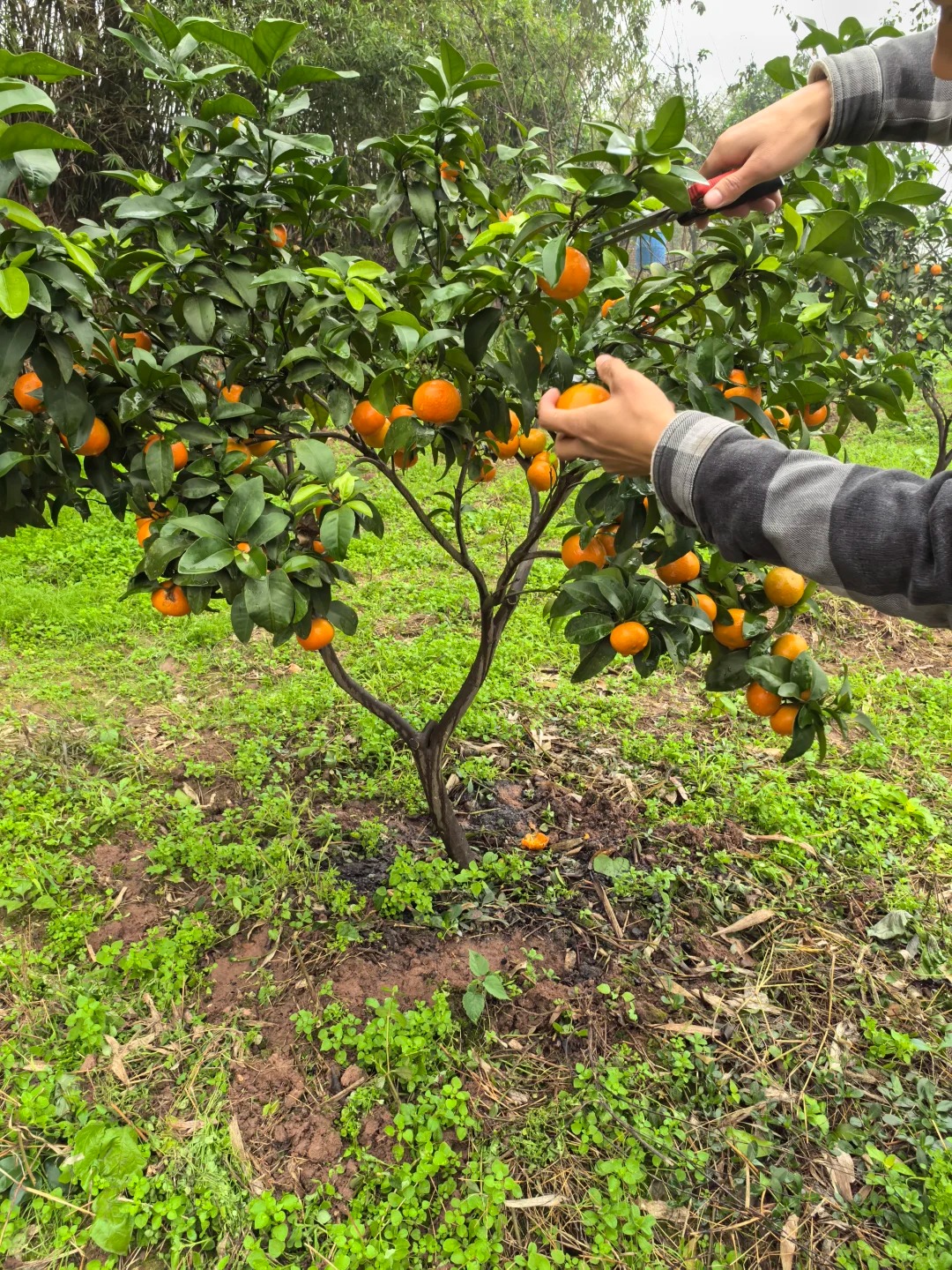 „Shatangju” kínai édes mandarin vetőmag