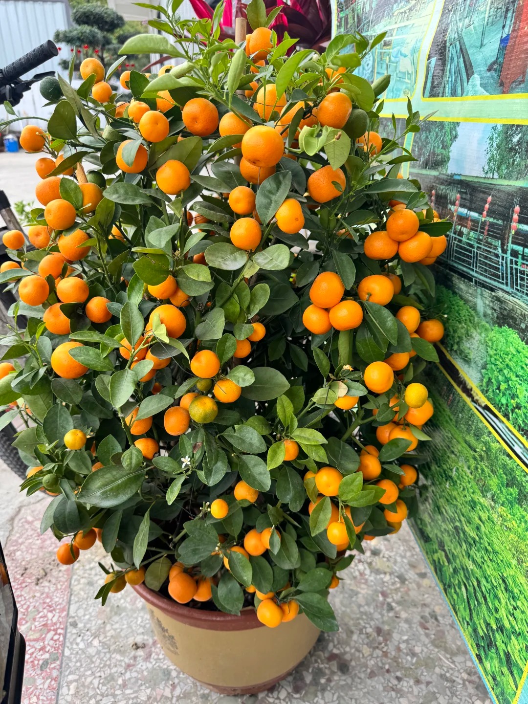 „Shatangju” kínai édes mandarin vetőmag