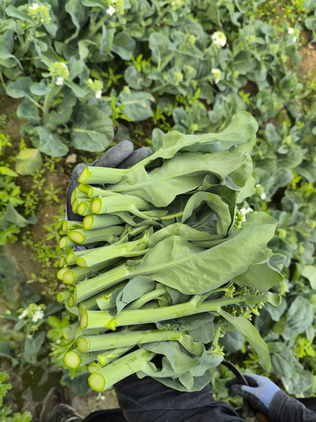 Kailan – kínai brokkoli vetőmag