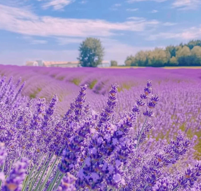 Levendula magok – Kerti és balkon növényekhez, könnyen termeszthető illatos virágxun'yi'cao