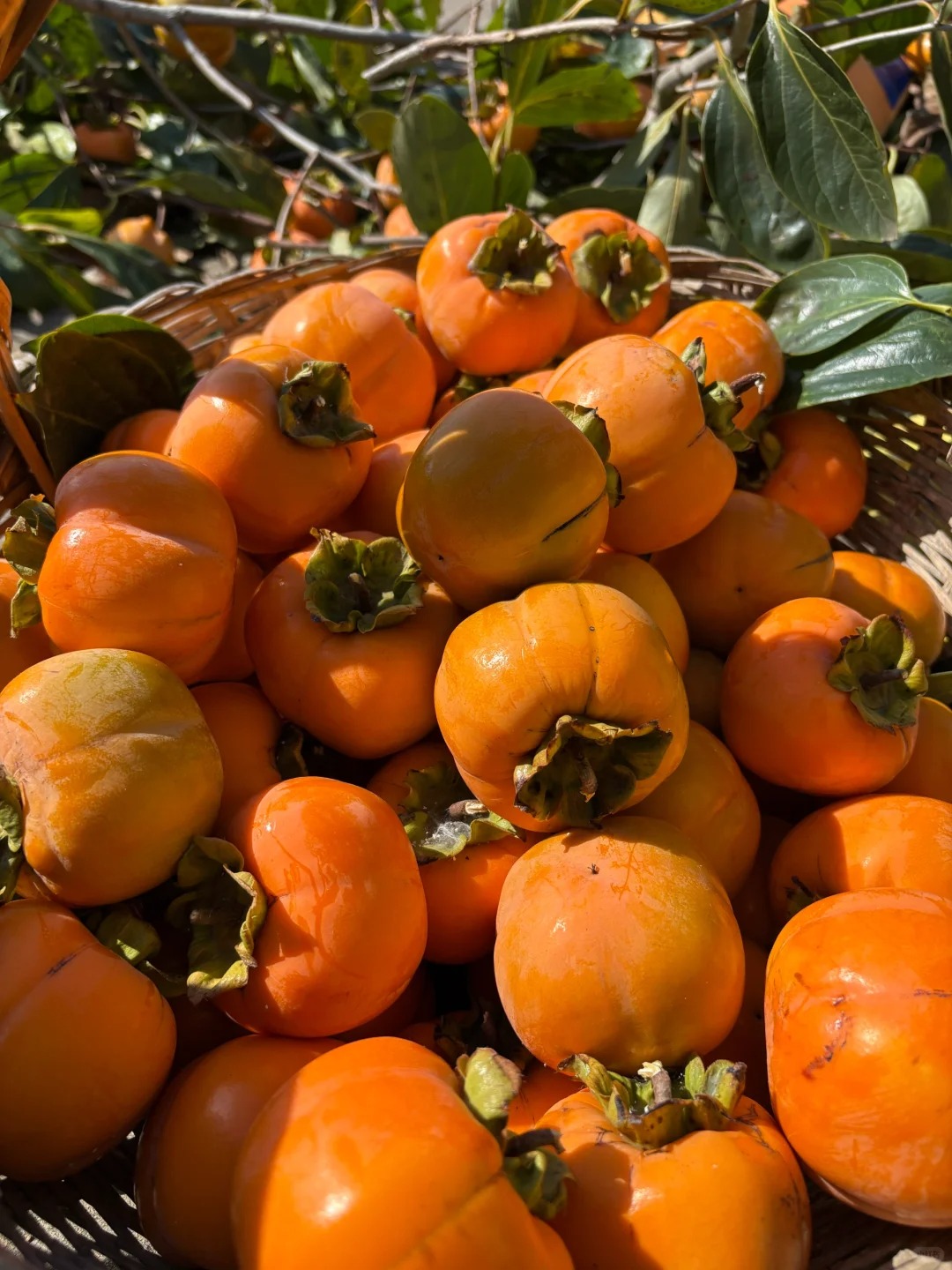 🟡Datolyaszilva magok