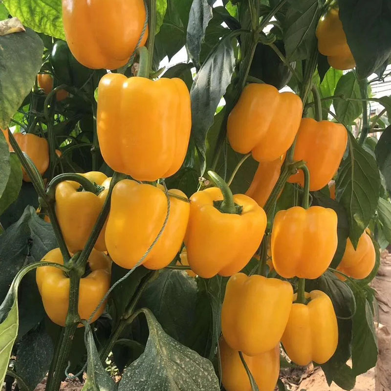 Семена от цветни сладки чушки 🌶️