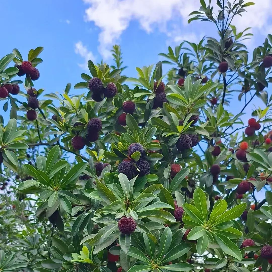 🍒 Prémium Giant Black Pearl málna magok – Édes, lédús és egészséges! 🌿✨